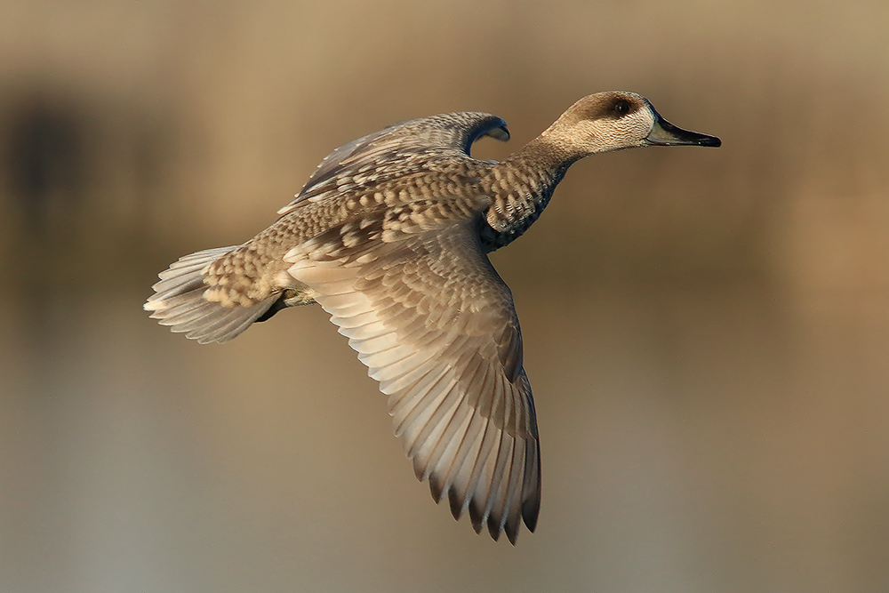Ad ali spiegate, il sogno di Icaro.